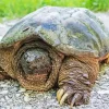 Common Snapping Turtle Diamond Painting