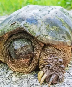 Common Snapping Turtle Diamond Painting