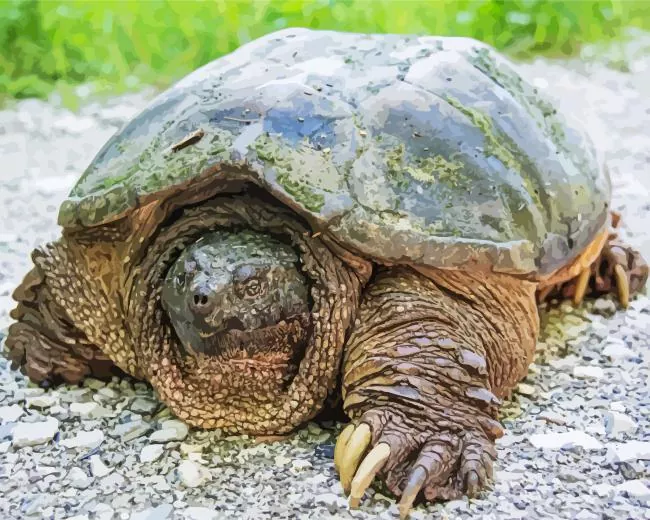 common snapping turtle Diamond Paintings Common Snapping Turtle Diamond Painting