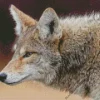 Coyote Face Diamond Painting