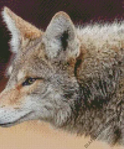 Coyote Face Diamond Painting