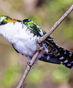 Diederik Cuckoo Art Diamond Painting