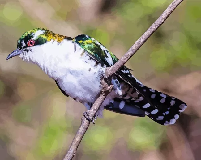 diederik cuckoo art Diamond By Numbers Diederik Cuckoo Art Diamond Painting