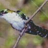 Diederik Cuckoo Art Diamond Painting