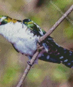 Diederik Cuckoo Art Diamond Painting