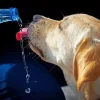 Dog Drinking Water Diamond Painting