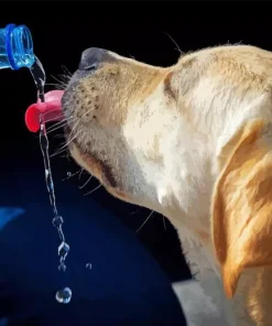 Dog Drinking Water Diamond Painting