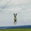 Dog Jumping Diamond Painting
