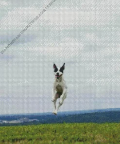 Dog Jumping Diamond Painting