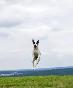 Dog Jumping Diamond Painting