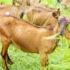 Goats Eating Grass Diamond Painting