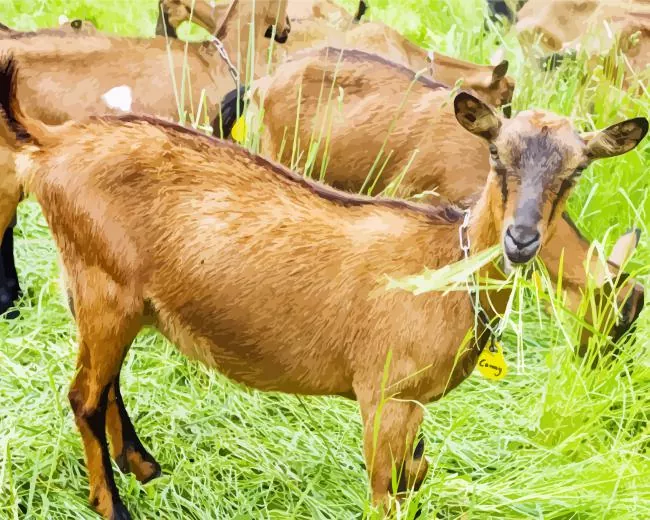 goats eating grass Diamond Paints Goats Eating Grass Diamond Painting