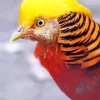 Golden Pheasant Diamond Painting