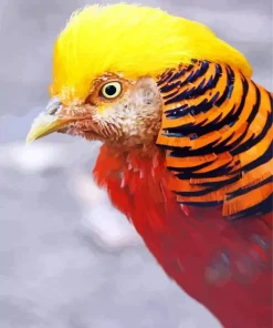 Golden Pheasant Diamond Painting