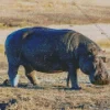 Gray Hippopotamus Diamond Painting
