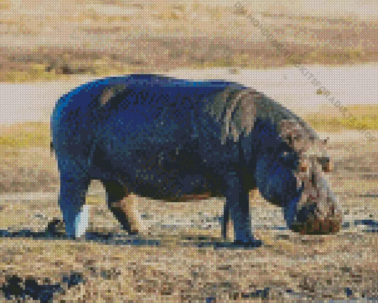 gray hippopotamus Diamond Paints Gray Hippopotamus Diamond Painting