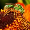 Green Bee Insect Diamond Painting