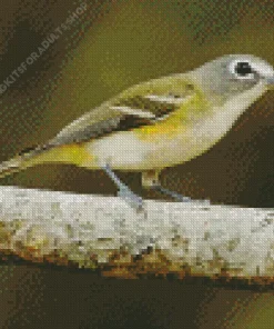 Grey And Yellow Bird Diamond Painting