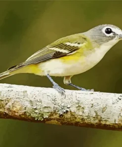 Grey And Yellow Bird Diamond Painting