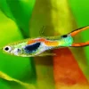 Guppy Fish Diamond Painting