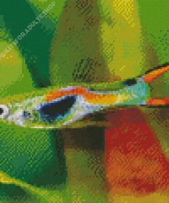 Guppy Fish Diamond Painting