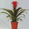Guzmania Bromeliad Diamond Painting