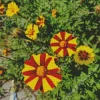 Harlequin Marigold Diamond Painting