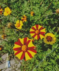 Harlequin Marigold Diamond Painting