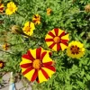 Harlequin Marigold Diamond Painting