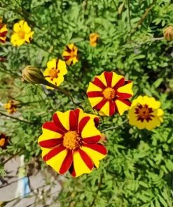 Harlequin Marigold Diamond Painting