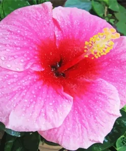 Hawaiian Flower Diamond Painting