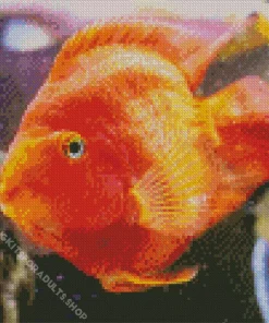 Heart Parrot Fish Diamond Painting