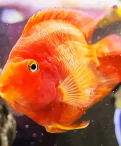 Heart Parrot Fish Diamond Painting