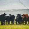 Herd Of Cows Diamond Painting