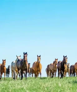 Herd Of Horses Diamond Painting