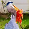 Heron Eating Fish Diamond Painting