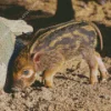 Hog Baby Animal Diamond Painting