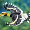 Hornbill Bird Diamond Painting