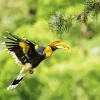 Hornbill Bird Flying Diamond Painting