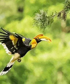 Hornbill Bird Flying Diamond Painting