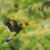 Hornbill Bird Flying Diamond Painting