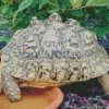 Leopard Tortoise Diamond Painting