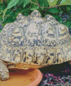 Leopard Tortoise Diamond Painting
