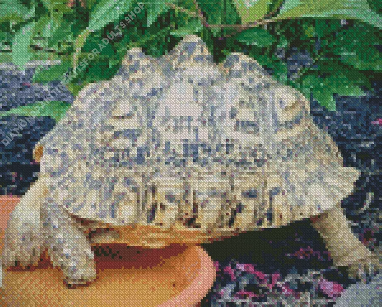 leopard tortoise Diamond By Numbers Leopard Tortoise Diamond Painting