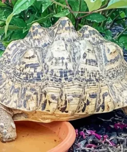 Leopard Tortoise Diamond Painting