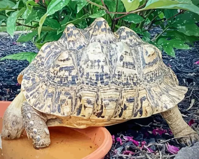leopard tortoise Diamond Paintings