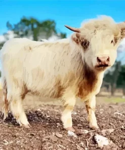 Miniature Cow Diamond Painting