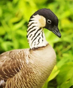 Nene Bird Diamond Painting