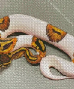 Pied Ball Python Diamond Painting