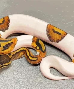 Pied Ball Python Diamond Painting